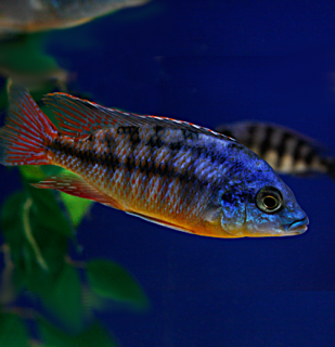 Utaka protáhlá (Tlamovec)  4 - 5 cm (Protomelas namalenje)