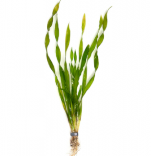 Vallisneria asiatica - svazek