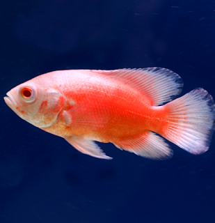 Vrubozubec paví Red Albino 4-5 cm (Astronotus ocellatus)