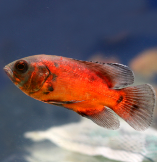 Vrubozubec paví Red Oscar 4-5 cm (Astronotus ocellatus)