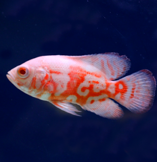 Vrubozubec paví Red Tiger Oscar Albino 4-5 cm (Astronotus ocellatus)