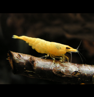 Yellow fire 20 ks - Neocaridina davidi (Neocaridina davidi (heteropoda) )