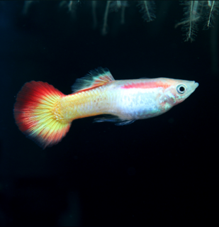 Živorodka Sunset - sameček (Poecilia reticulata)