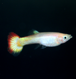 Živorodka Sunset - samička (Poecilia reticulata)