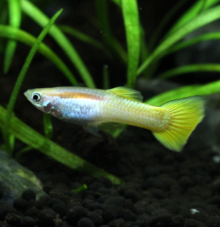 Živorodka Yellow sameček (Poecilia reticulata)