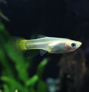 Živorodka Yellow samička (Poecilia reticulata)