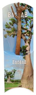 Sazenice baobabu ze Senegalu, stáří 18 měsíců