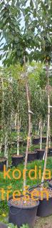 A- vzrostlé stromy Třešeň KORDIA + 250 cm (Výška cca 250 cm)