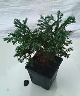 Cypřišek "CHAMAECYPARIS PISIFERA  sada 5 ks BOULEVARD" (V kontejneru, výška cca 20 cm)