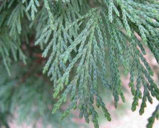Cypřišek Leylandův "CUPESSOCYPARISS LEYLANDII" (V kontejneru, výška cca 30 - 50 cm)