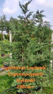 Cypříšovec Leylandův "CUPRESSOCYPARIS LEYLANDII", výška + 200 cm (V kontejneru)