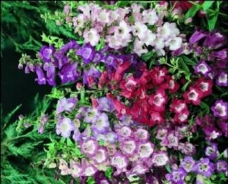 Dračík fialový "PENSTEMON HARTWEGII VIOLET" (Kontejner 9 x 9 cm)