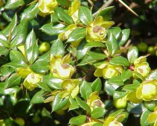 Dřišťál bradavičnatý "BERBERIS VERRUCULOSA" (V kontejneru, výška cca 30 - 40 cm)