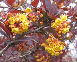 Dřišťál červený "BERBERIS THUNBERGII ATROPURPUREA NANA"  (V kontejneru, výška cca 5 - 15 cm)