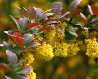 Dřišťál červený "BERBERIS THUNBERGII ATROPURPUREA" (V kontejneru, výška cca 20 - 40 cm)