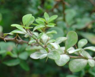 Dřišťál zelený "BERBERIS THUNBERGII" (V kontejneru, výška cca 40 - 60 cm)