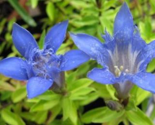 Hořec sedmiklaný "GENTIANA SEPTEMFIDA LAGODECHIANA" (Kontejner 9 x 9 cm)