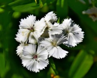 Hvozdík bradatý bílý "DIANTHUS BARBATUS" (Kontejner 9 x 9 cm)