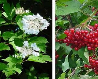 Kalina obecná "VIBURNUM OPULUS" (V kontejneru, výška cca 40 - 60 cm)