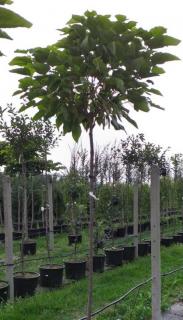 Katalpa trubačovitá "CATALPA BIGNONIOIDES NANA", výška + 200 cm (Obvod kmínku 6 - 8 cm)