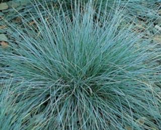 Kostřava sivá "FESTUCA GLAUCA AZURIT" (Kontejner 9 x 9 cm)