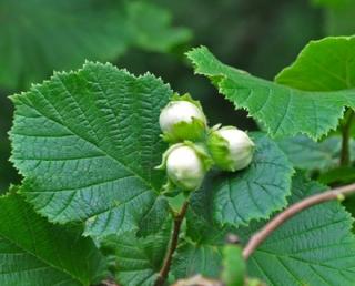 Líska "CORYLUS AVELLANA"  (V kontejneru, výška cca 60 - 100 cm)