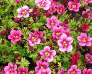 Lomikámen Arendsův růžovo - červený "SAXIFRAGA ARENDSII" (Kontejner 9 x 9 cm)