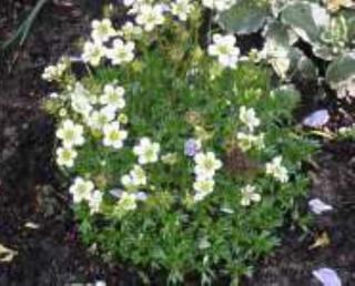Lomikámen bílý "SAXIFRAGA ARENDSII" (Kontejner 9 x 9 cm)