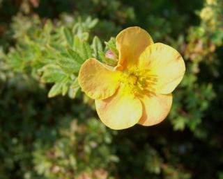 Mochna křovitá "POTENTILLA FRUCTIOSA GOLD KISSEN" (V kontejneru, výška cca 20 - 30 cm)