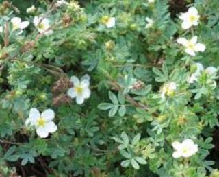 Mochna křovitá "POTENTILLA FRUCTIOSA SNOWFLAKE" (V kontejneru, výška cca 20 - 30 cm)