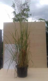 Osinatec "ACHNATHERUM CALAMAGROSTIS" (Kontejner 1,5 L)