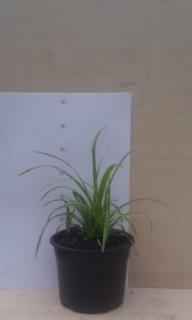 Ostřice japonská "CAREX MORROWII" vzrostlá (Vzrostlá rostlina)