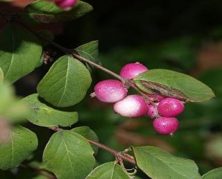 Pámelník "SYMPHORICARPOS CHEUNAULTII HANCOCK"  (V kontejneru, výška cca 40 - 60 cm)