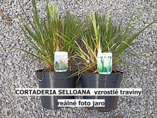 Pampová tráva  CORTADERIA SELLOANA  růžová  vzrostlé traviny