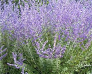 Perovskie "PEROVSKIA ATRIPLICIFOLIA" (V kontejneru, výška cca 20 - 30 cm)