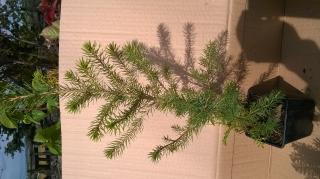 Picea abies , Smrk  , sazenice (Sazenice -  Smrk ztepilý , 30/50cm C0,5L)