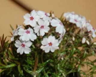 Plamenka šídlolistá "PHLOX SUBULATA", více variant (Kontejner 9 x 9 cm)