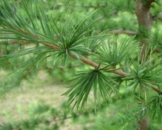 Převislý modřín "LARIX DECIDUA PENDULA", výška 120-150 cm (V kontejneru)