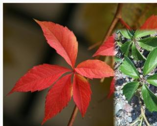 Přísavník pětilistý "PARTHENOCISSUS QUINQUEFOLIA" (V kontejneru, výška cca 20 - 30 cm)