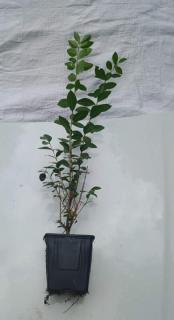 Ptačí zob neopadavý "Ligustrum ovalifolium"  set 9 ks (Výška cca 30-50 cm,květináč K9)