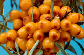 Rakytník řešetlákovitý "FRIESDORFER ORANGE" (Stromek v kontejneru)