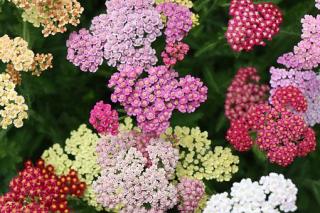 Řebříček obecný červený  ACHILLEA MILLEFOLIUM , více variant