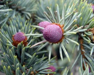 Smrk šedostříbrný "PICEA PUNGENS KOSTER" (V kontejneru, výška cca 40 - 60 cm)