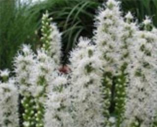 Šuškarda "LIATRIS SPICATA FLORISTAN WHITE" (Kontejner 9 x 9 cm)