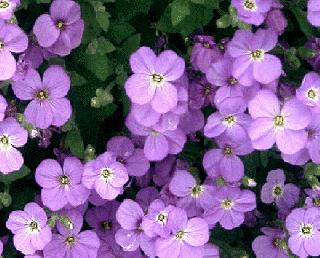 Tařička "AUBRIETA GRACILIS" (Kontejner 9 x 9 cm)