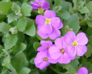 Tařička "AUBRIETA HYBRIDA" (Kontejner 9 x 9 cm)