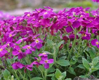 Tařička tmavá "AUBRIETA HYBRIDA" (Kontejner 9 x 9 cm)