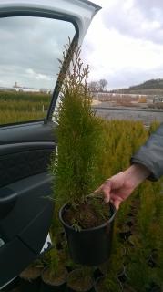 Thuja "OCCIDENTALIS SMARAGD"40 - 60 cm (V kontejneru, výška cca )