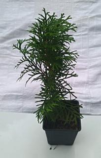 Thuja "OCCIDENTALIS SMARAGD" sada  10ks (V kontejneru K9, výška cca 20-25 cm)