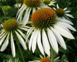 Třapatka bílá "ECHINACEA PURPUREA ALBA WHITE SWAN" (Kontejner 9 x 9 cm)